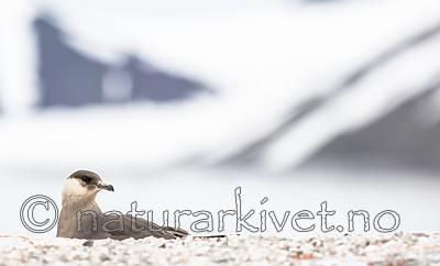 BB_20160718_0319 / Stercorarius parasiticus / Tyvjo