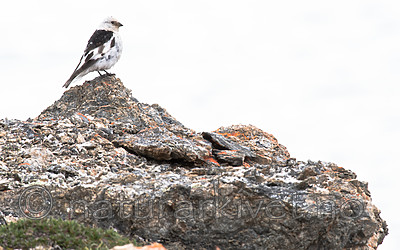 BB_20160718_0352 / Plectrophenax nivalis / Snøspurv