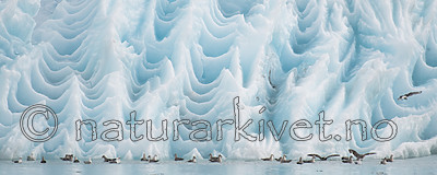 BB_20160718_0411 / Fulmarus glacialis / Havhest <br /> Rissa tridactyla / Krykkje <br /> Sterna paradisaea / Rødnebbterne