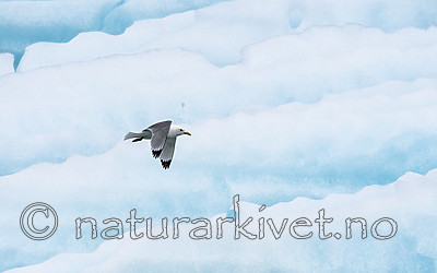 BB_20160718_0462 / Rissa tridactyla / Krykkje