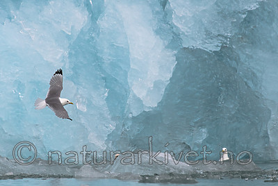 BB_20160718_0464 / Rissa tridactyla / Krykkje