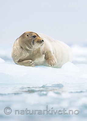 BB_20160718_0603 / Erignathus barbatus / Storkobbe