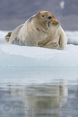 BB_20160718_0635 / Erignathus barbatus / Storkobbe
