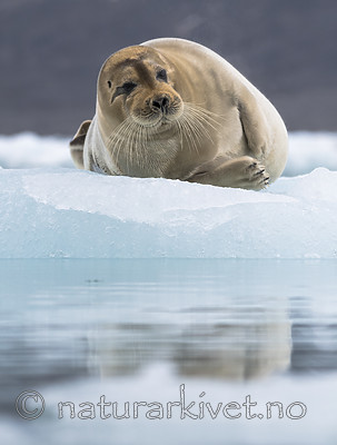 BB_20160718_0636 / Erignathus barbatus / Storkobbe