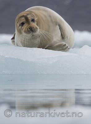BB_20160718_0637 / Erignathus barbatus / Storkobbe