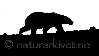 BB_20160719_0135-2 / Ursus maritimus / Isbjørn