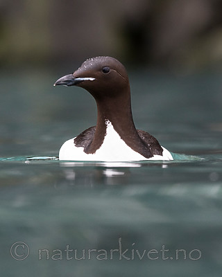 BB_20160720_0135 / Uria lomvia / Polarlomvi