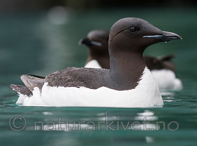 BB_20160720_0154 / Uria lomvia / Polarlomvi