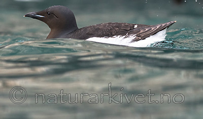 BB_20160720_0215 / Uria lomvia / Polarlomvi