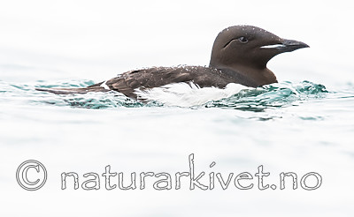 BB_20160720_0219 / Uria lomvia / Polarlomvi