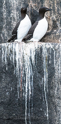 BB_20160720_0222 / Uria lomvia / Polarlomvi