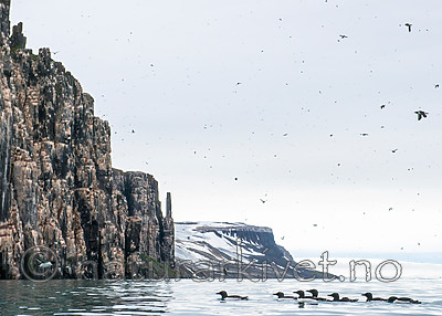 BB_20160720_0233 / Uria lomvia / Polarlomvi