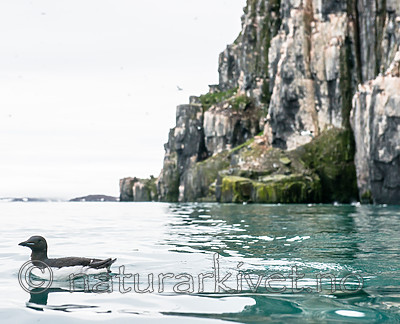 BB_20160720_0241 / Uria lomvia / Polarlomvi