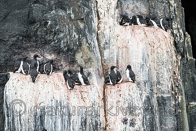 BB_20160720_0268 / Uria lomvia / Polarlomvi