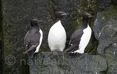 BB_20160720_0307 / Uria lomvia / Polarlomvi