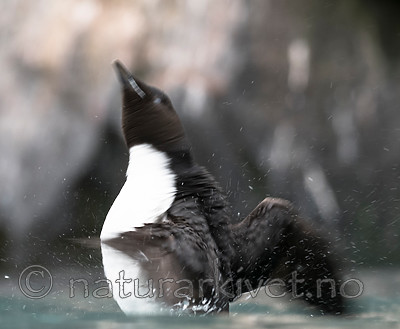 BB_20160720_0319 / Uria lomvia / Polarlomvi