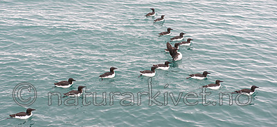 BB_20160720_0338 / Uria lomvia / Polarlomvi