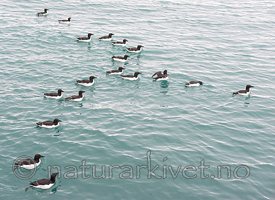 BB_20160720_0339 / Uria lomvia / Polarlomvi