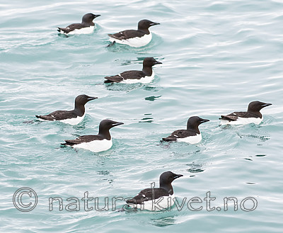 BB_20160720_0343 / Uria lomvia / Polarlomvi