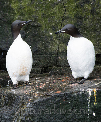 BB_20160720_0426 / Uria lomvia / Polarlomvi