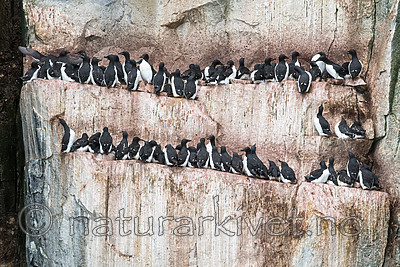 BB_20160720_0438 / Uria lomvia / Polarlomvi