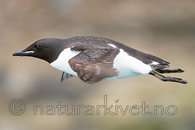 BB_20160720_0442 / Uria lomvia / Polarlomvi