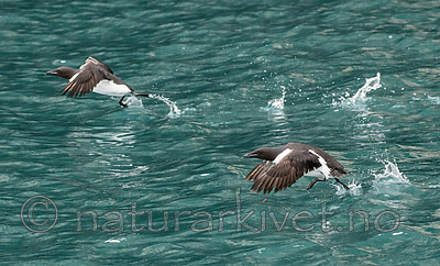 BB_20160720_0484 / Uria lomvia / Polarlomvi