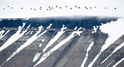 BB_20160720_0520 / Uria lomvia / Polarlomvi