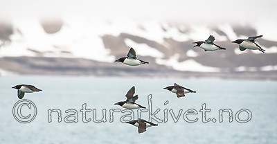 BB_20160720_0547 / Uria lomvia / Polarlomvi