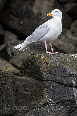 BB_20160721_0003 / Larus hyperboreus / Polarmåke