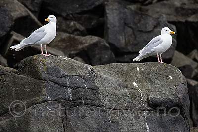 BB_20160721_0005 / Larus hyperboreus / Polarmåke