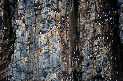 BB_20160721_0159 / Rissa tridactyla / Krykkje <br /> Uria lomvia / Polarlomvi