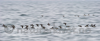 BB_20160721_0238 / Uria lomvia / Polarlomvi