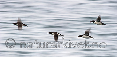 BB_20160721_0241 / Uria lomvia / Polarlomvi