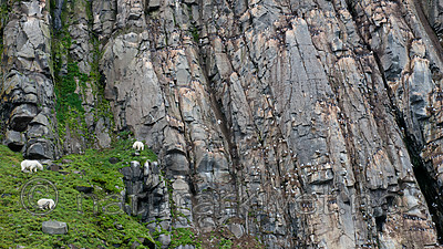 BB_20160721_0487 / Rissa tridactyla / Krykkje <br /> Uria lomvia / Polarlomvi <br /> Ursus maritimus / Isbjørn