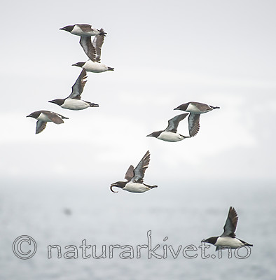 BB_20160721_0633 / Uria lomvia / Polarlomvi