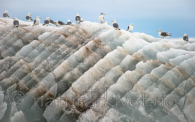 BB_20160723_0014 / Rissa tridactyla / Krykkje