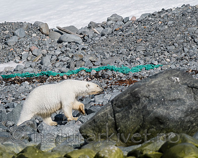 BB_20160723_0451 / Ursus maritimus / Isbjørn