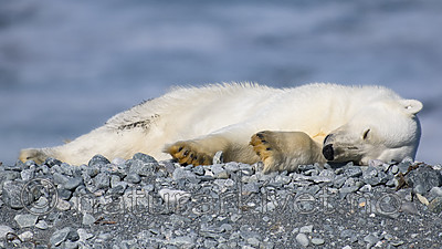 BB_20160723_0525 / Ursus maritimus / Isbjørn