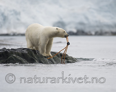 BB_20160724_0131 / Ursus maritimus / Isbjørn