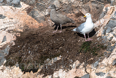 BB_20160726_0334 / Larus hyperboreus / Polarmåke