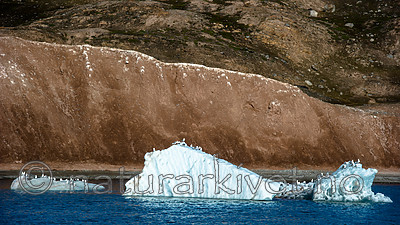 BB_20160726_0366 / Rissa tridactyla / Krykkje