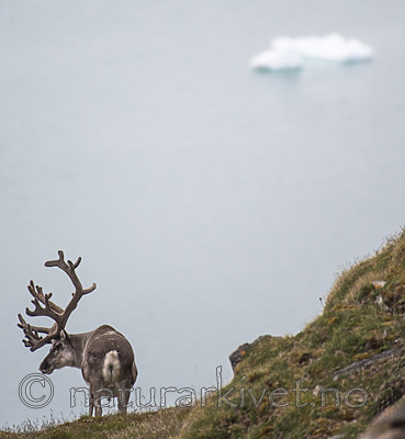 BB_20160726_0473 / Rangifer tarandus platyrhynchus / Svalbardrein