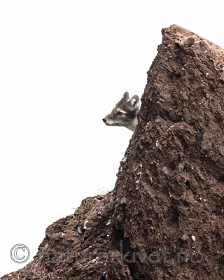 BB_20160726_0529 / Vulpes lagopus / Fjellrev