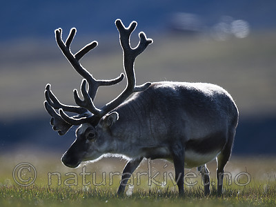 BB_20160729_0055 / Rangifer tarandus platyrhynchus / Svalbardrein