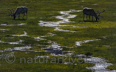 BB_20160729_0058 / Rangifer tarandus platyrhynchus / Svalbardrein