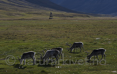 BB_20160729_0097 / Rangifer tarandus platyrhynchus / Svalbardrein