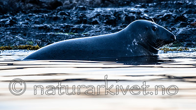 BB_20160816_0171 / Halichoerus grypus / Havert