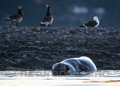 BB_20160816_0224 / Halichoerus grypus / Havert