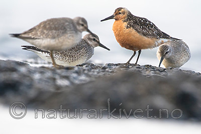BB_20160821_0325 / Calidris canutus / Polarsnipe